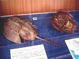JugKj̔